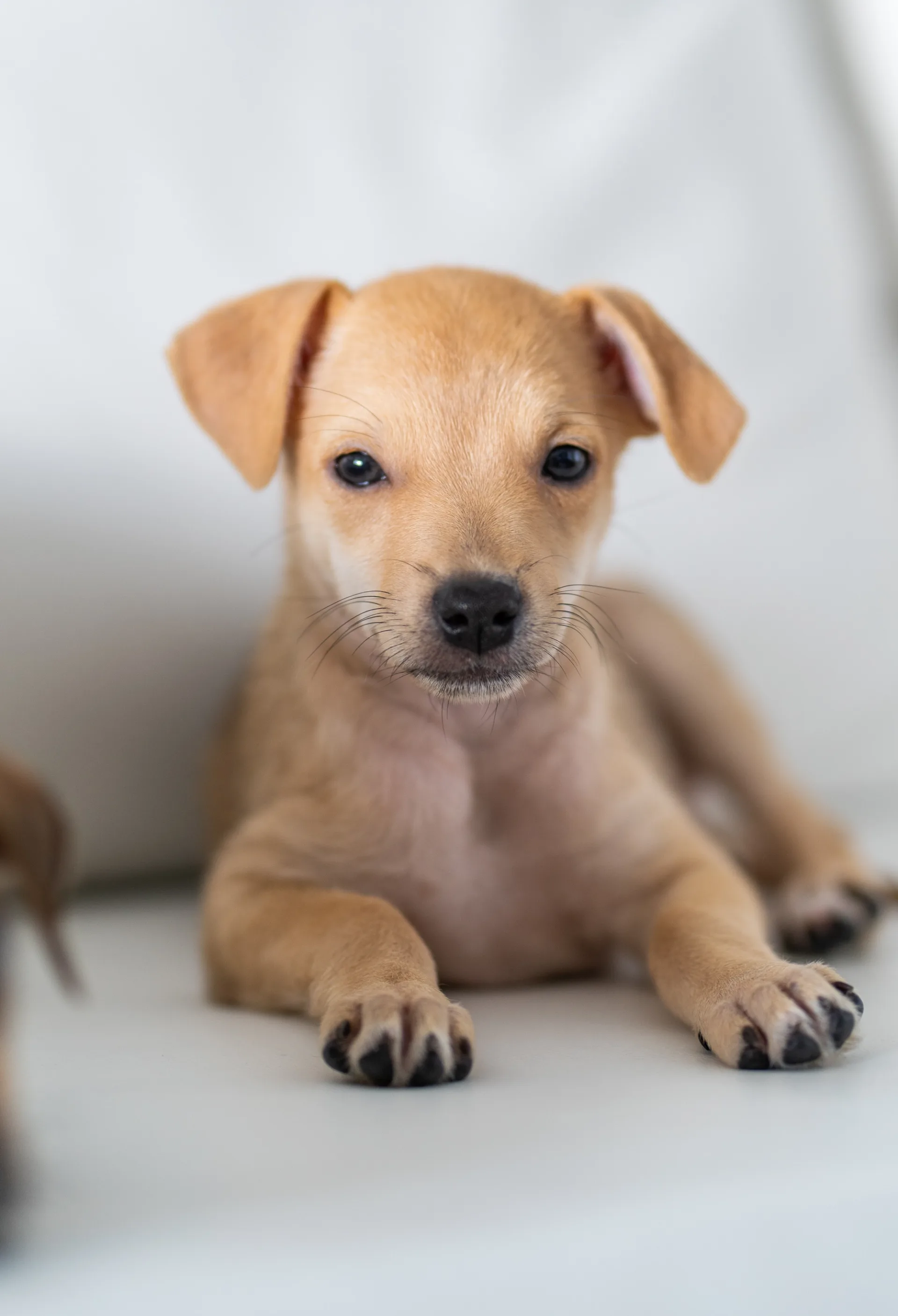Puppy dog posing for his photosession 