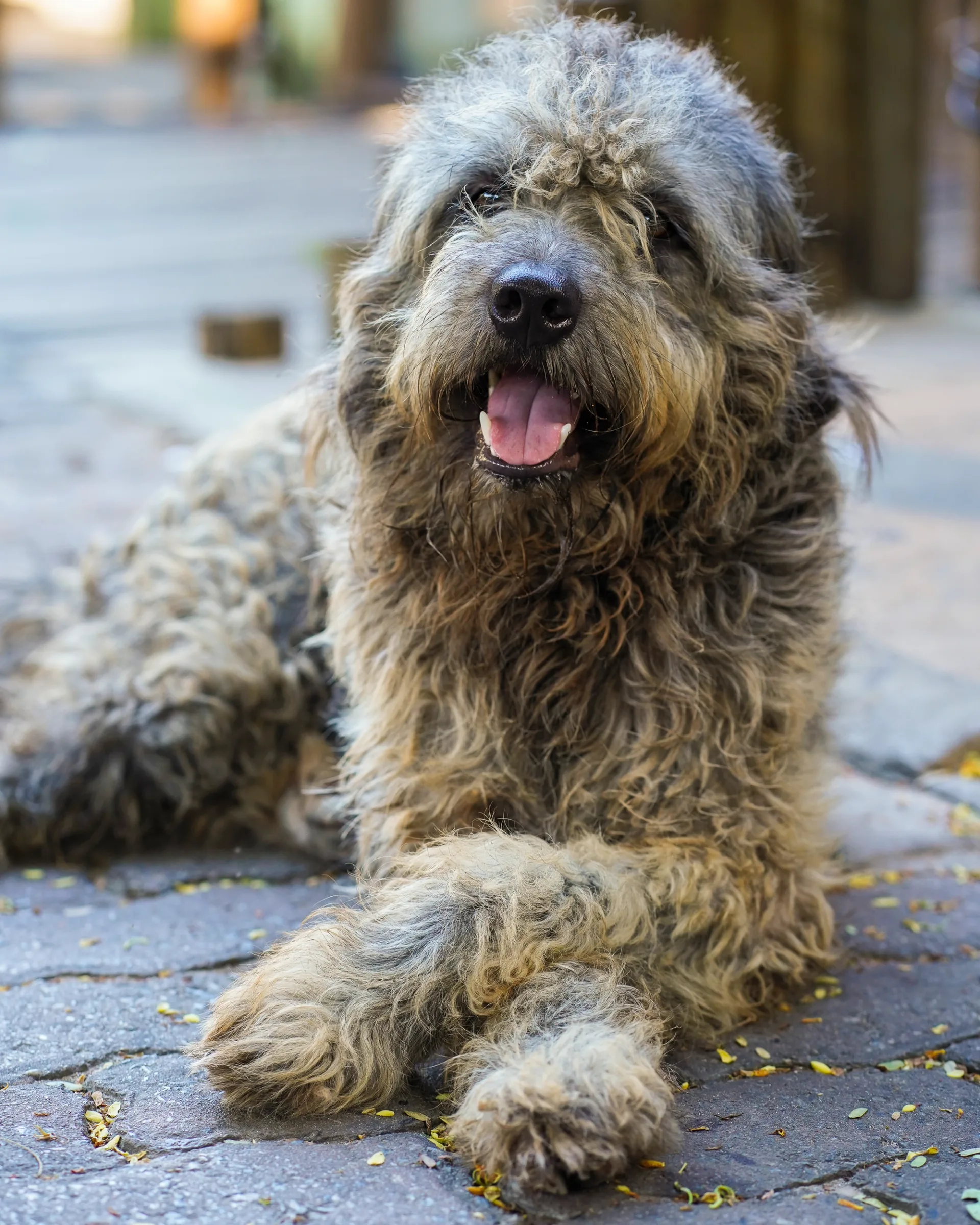 Relaxed pet portrait of a shaggy dog resting outdoors, looking happily towards the camera 