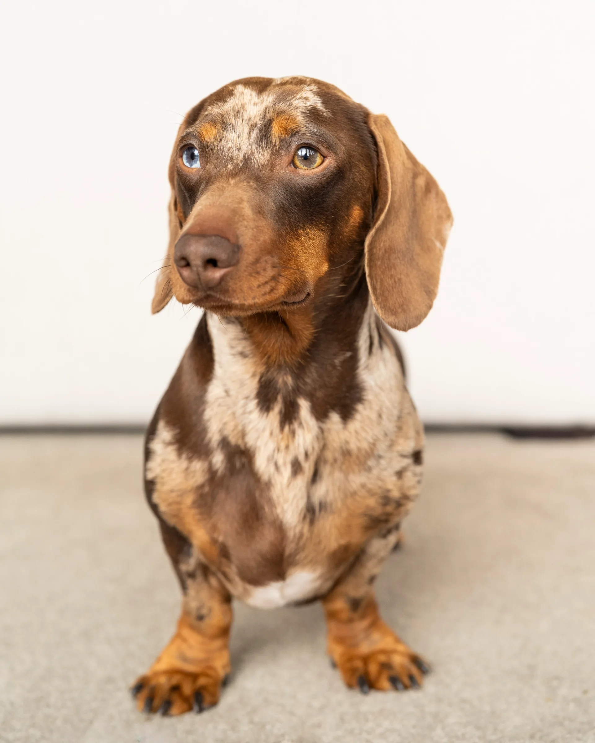 curious dachshund portrait with a distinctive dappled coat.