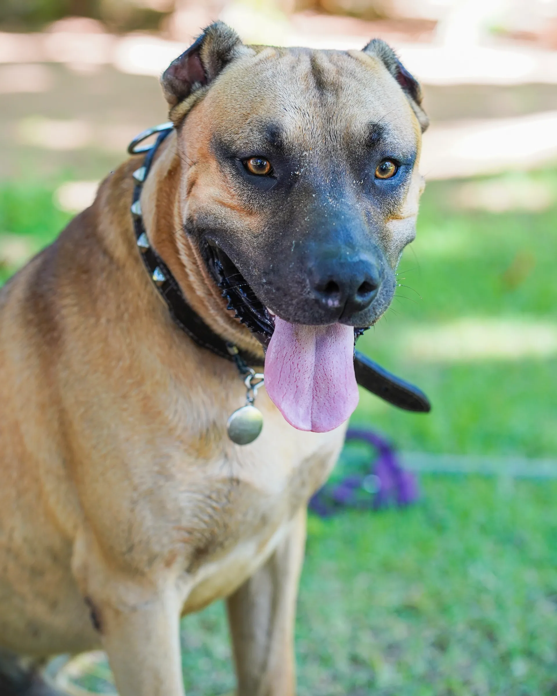 Playful pet portrait of a dog outdoors, looking towards the camera with its tongue out 