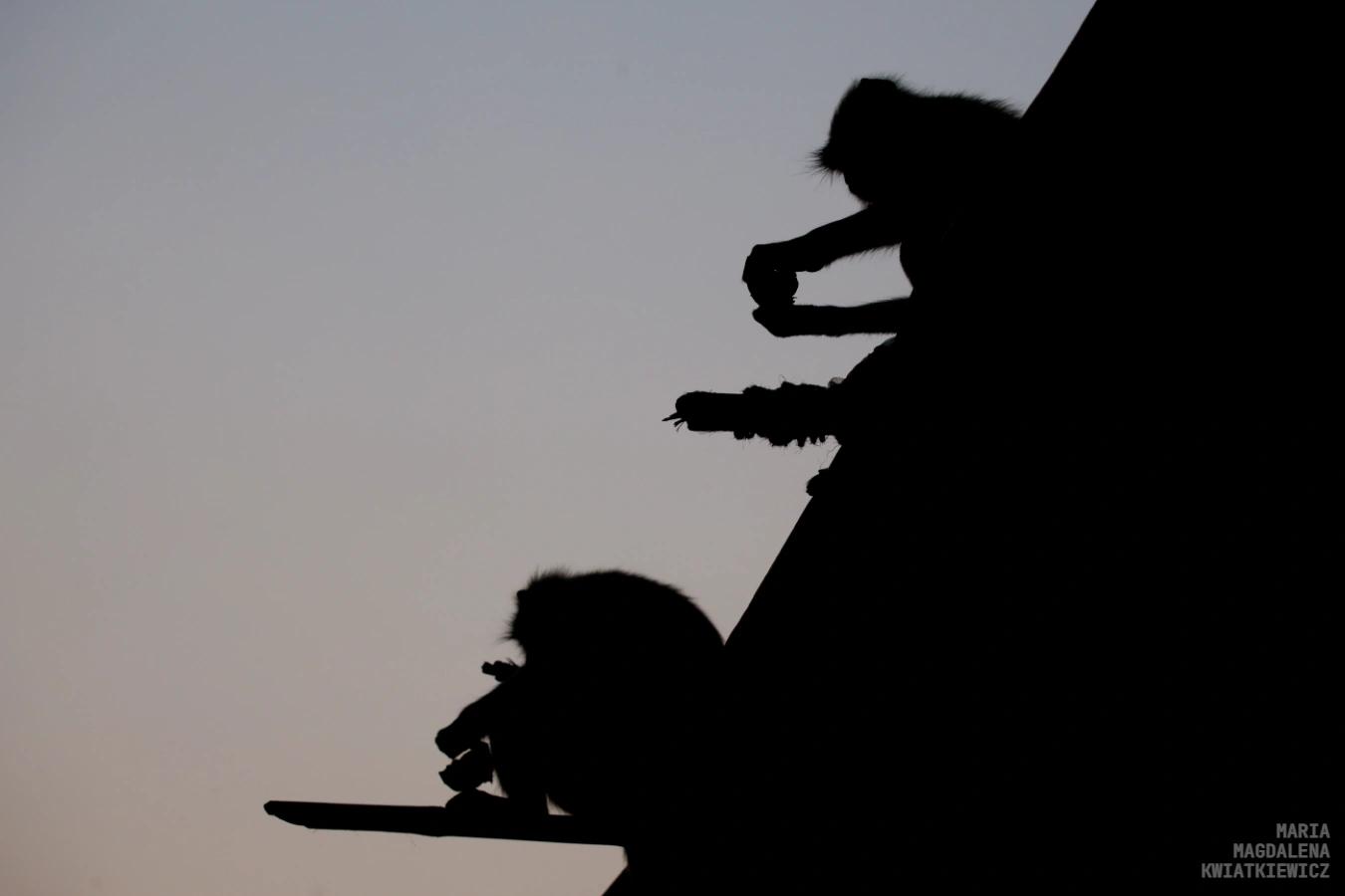 Gallery image Obiektyw