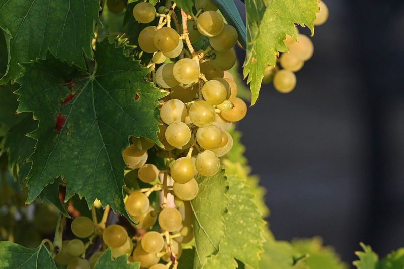 viticoltura-biologica.jpg