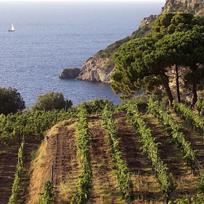 La viticoltura marchigiana e le risorse che vengono dal mare - Puntata 02