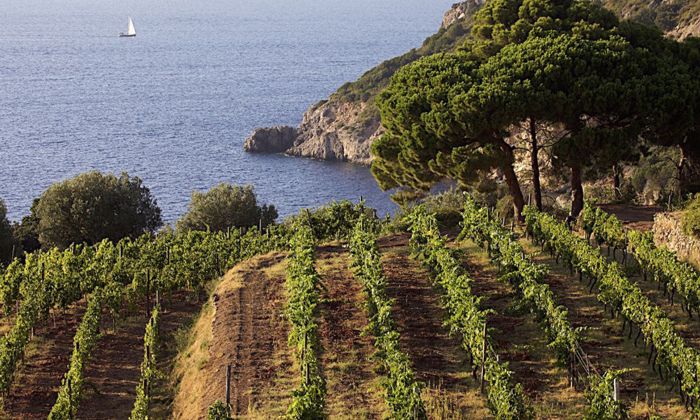La viticoltura marchigiana e le risorse che vengono dal mare - Puntata 02