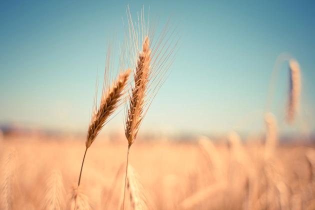 ASCENZA Italia: cresce la gamma dei diserbi per i cereali
