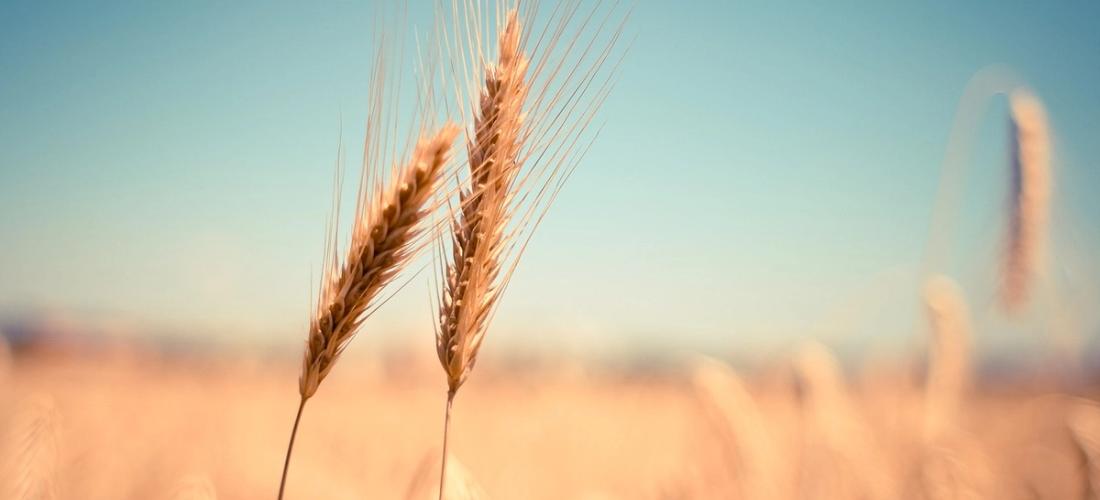 ASCENZA Italia: cresce la gamma dei diserbi per i cereali