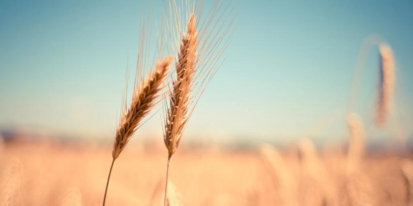 ASCENZA Italia: cresce la gamma dei diserbi per i cereali