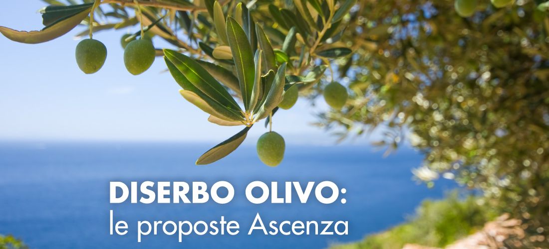 Diserbo Olivo: le proposte Ascenza per un controllo delle infestanti efficace e sostenibile