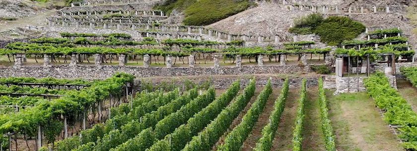 La viticoltura valdostana e le soluzioni per la bioprotezione - Puntata 04 Ascenza On The Road