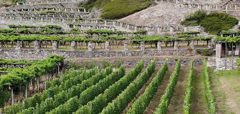 La viticoltura valdostana e le soluzioni per la bioprotezione - Puntata 04 Ascenza On The Road