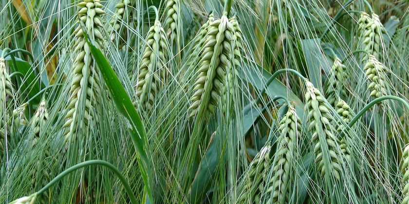 Non solo frumento: orzo, Joystick e partner ideali