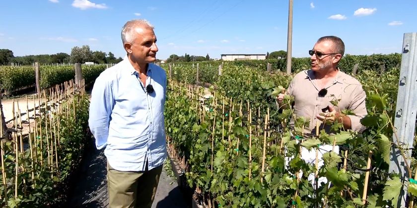 Prev-Am® Plus e Carpet® su vite: contro l’oidio c’è di più - Puntata 05 Ascenza On The Road