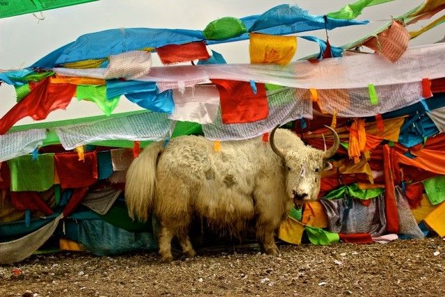 IN PHOTOS: Capturing culture in Tibet as a French Canadian, Han Chinese tourist