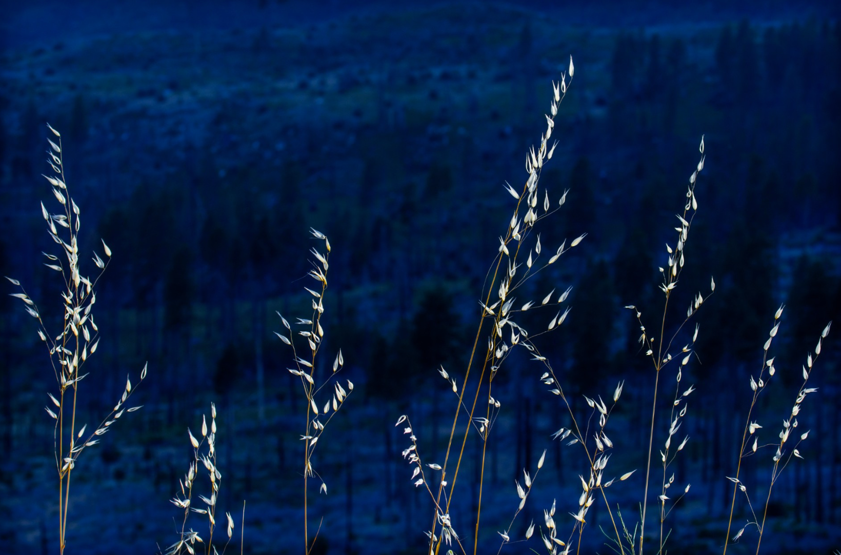 Fiction: A Long Walk Through the Tall Dry Grass
