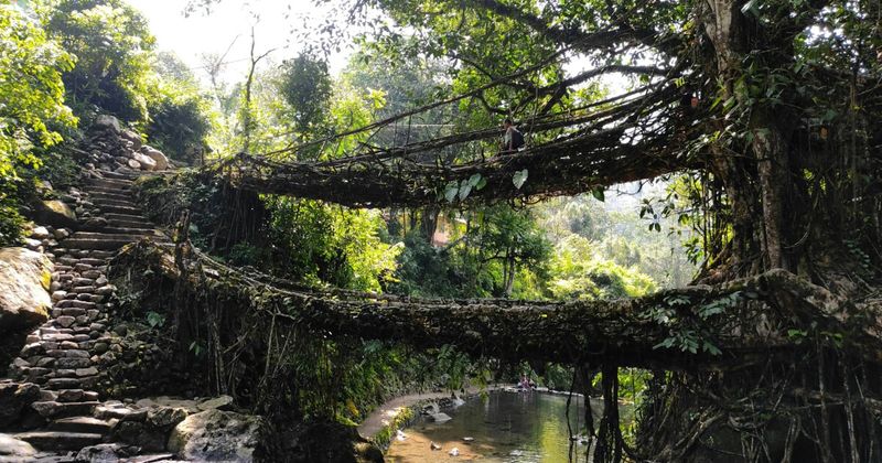 Living Root Bridge, Meghalaya