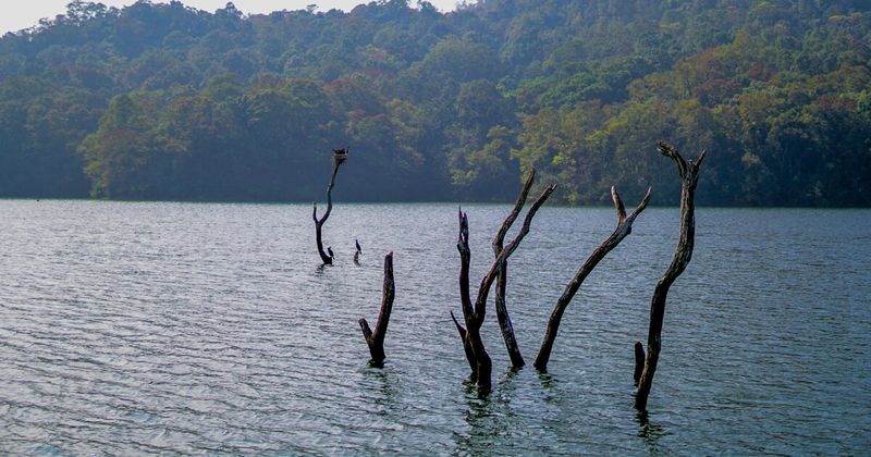  Still water of Periyar Lake at dawn in Thekkady — dead trees from the 1895 dam submerge above the waterline, and early morning boat safaris are the best chance of sighting wild elephants on the south shore
