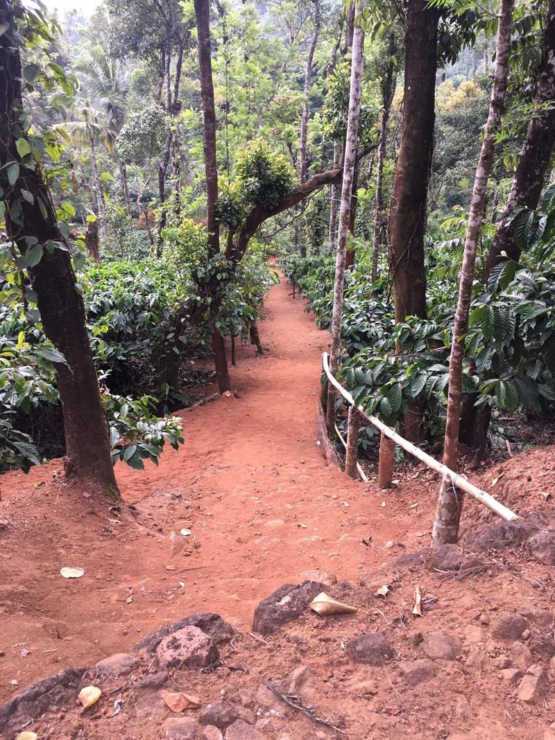 Coorg coffee plantation with ripe red coffee cherries — tours from ₹200 per person; Karnataka produces 30% of India's total coffee output.