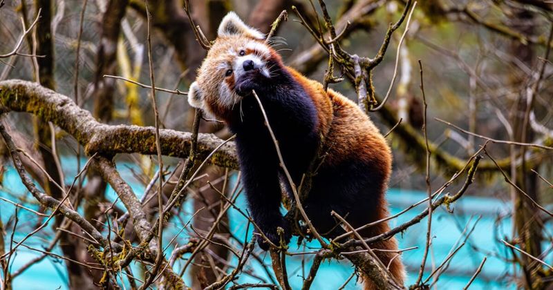 A red panda at the Padmaja Naidu Himalayan Zoological Park in Darjeeling — one of the world's most successful breeding programmes for this critically vulnerable species; the zoo sits at 7,000 feet and is the highest-altitude zoo in India; foreigners ₹100; closed Thursdays