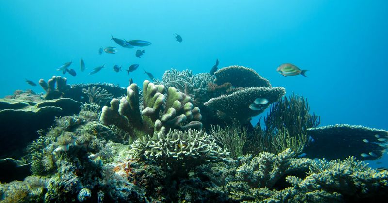 Coral reef at Elephant Beach, Havelock Island — the Andaman Islands contain the highest coral reef diversity in Indian waters; introductory scuba diving (no certification required) from ₹3,400 per person; snorkel equipment rental ₹200–₃00; reef visible in 2–4 metres of water from the surface