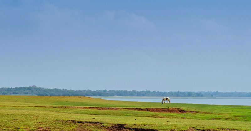 Elephants at the Kabini backwaters, Nagarhole National Park — jeep safari ₹2,000–4,000; boat safari ₹600–1,200; book 3–4 weeks ahead.