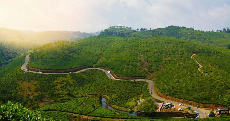 Misty pine forest road in Vagamon Kerala, a quiet hill station alternative to Munnar