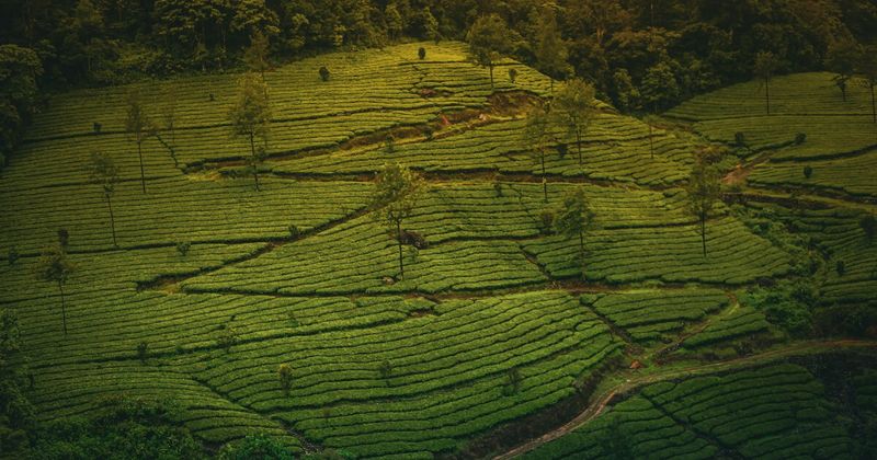 Rows of green tea bushes in Munnar's Kanan Devan Hills — the Western Ghats hill station at 1,600–2,000 metres is South India's largest tea-growing region and the second stop on the 7-day Kerala loop