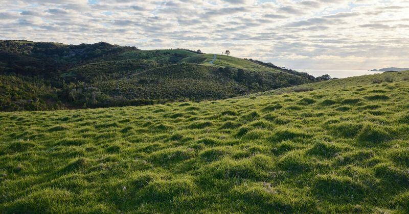 New Zealand green countryside rolling hills — cheapest month May September India to NZ flights 2026 Singapore layover.