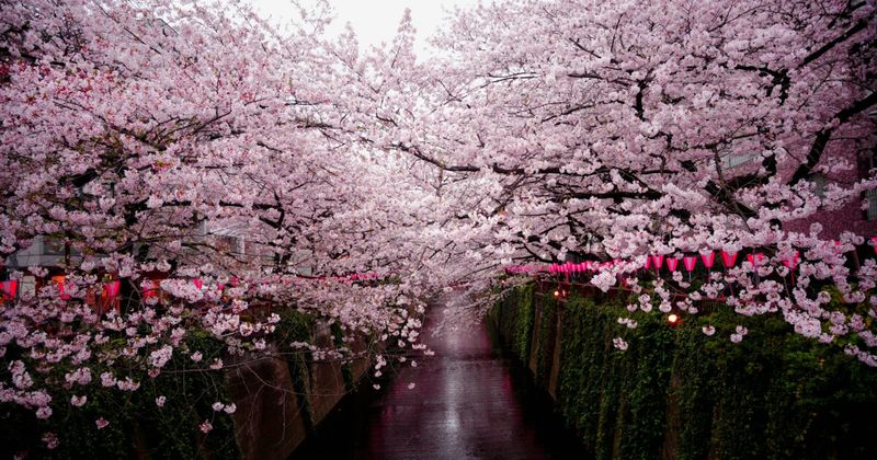 Japan cherry blossom season — March April peak tourism raises Japan to India flight prices 2026.