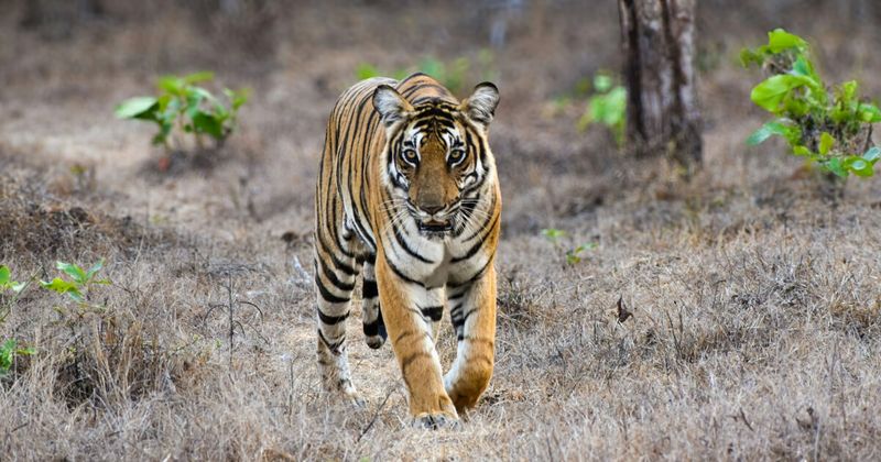 Responsible Safari: How to See Tigers in Ranthambore Ethically (2026)