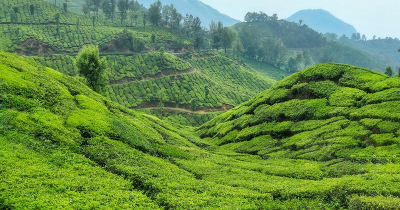 Rolling green tea plantation hills in Munnar Kerala at dawn — one month India itinerary Week 4 Kerala