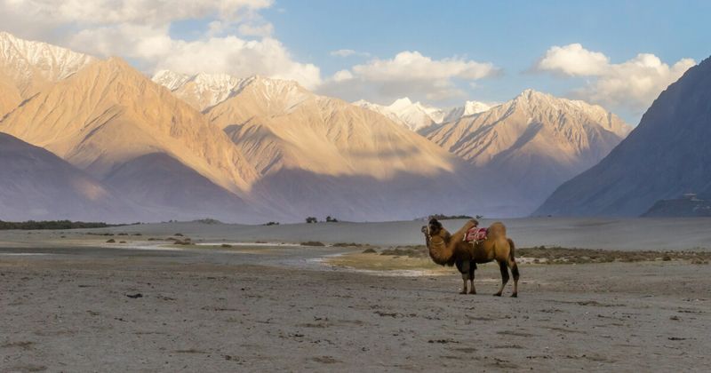Nubra Valley and Hunder Sand Dunes from above — the high-altitude desert valley between the Karakoram and Ladakh ranges hosts Bactrian camels descended from Silk Road trading caravans abandoned after Partition in 1947