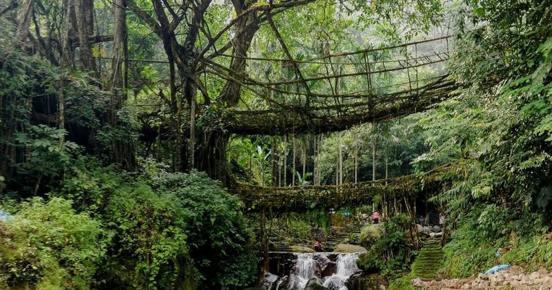 Living root bridge, Nongriat, Meghalaya — 500-year-old Khasi organic engineering; free entry; 1.5hrs descent, 2hrs ascent from Cherrapunji.