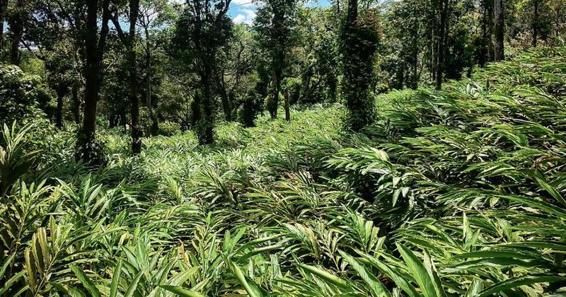 Green cardamom pods growing at the base of a cardamom plant stem at a Kumily spice farm near Thekkady — Kerala produces about 97% of India's cardamom, most of it in this highland region