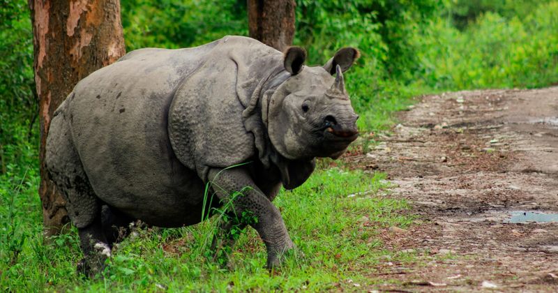 Indian one-horned rhino walking through tall grass at dawn in Kaziranga National Park Assam