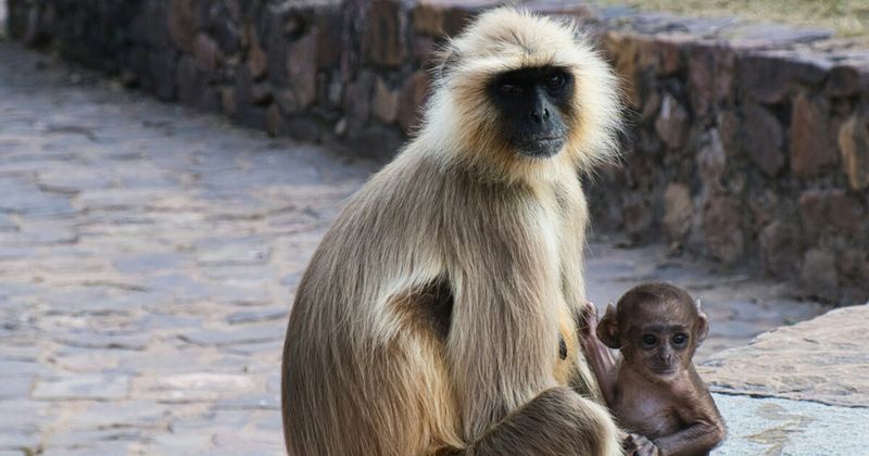 Langur monkey on Ranthambore Fort ruins