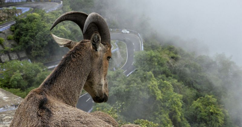 Nilgiri Tahr grazing on Eravikulam National Park grassland in Munnar — foreign national entry is ₹500, and the park closes February–April for the annual calving season