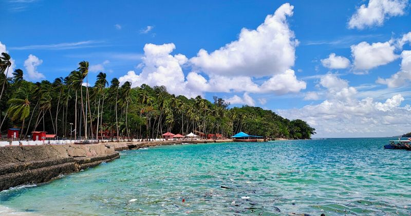 Tropical rainforest in the Andaman Islands — the archipelago's land area of approximately 8,250 square kilometres is 86% forested, making it one of the most densely forested regions of India; the Andaman Islands contain species found nowhere else on earth, including the Andaman serpent eagle, the Andaman woodpecker, and five indigenous tribal communities who have lived in this forest for up to 65,000 years