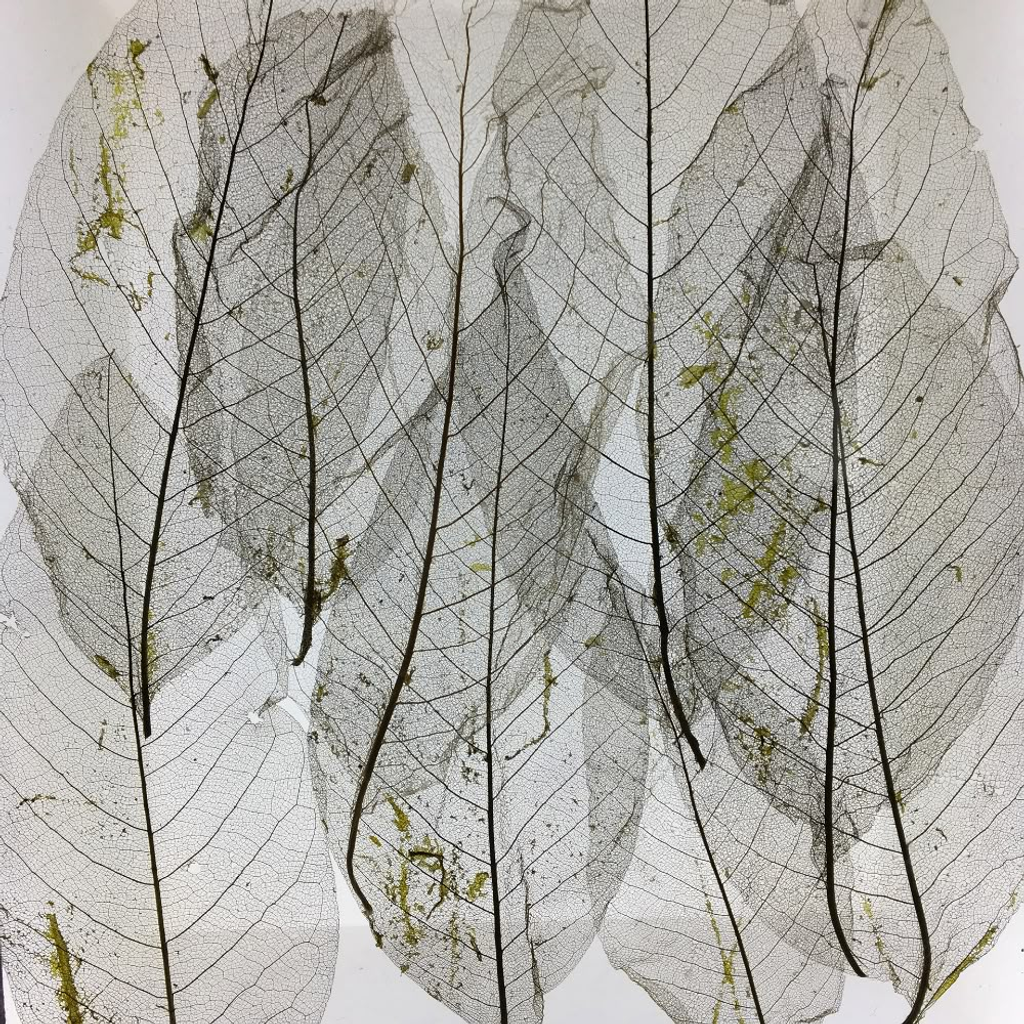 Transparent skeletal leaves showing delicate vein patterns.