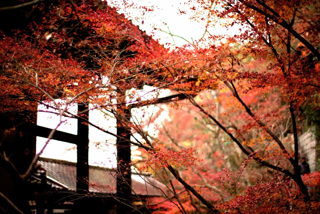 Red autumn maples framing traditional Japanese architecture.