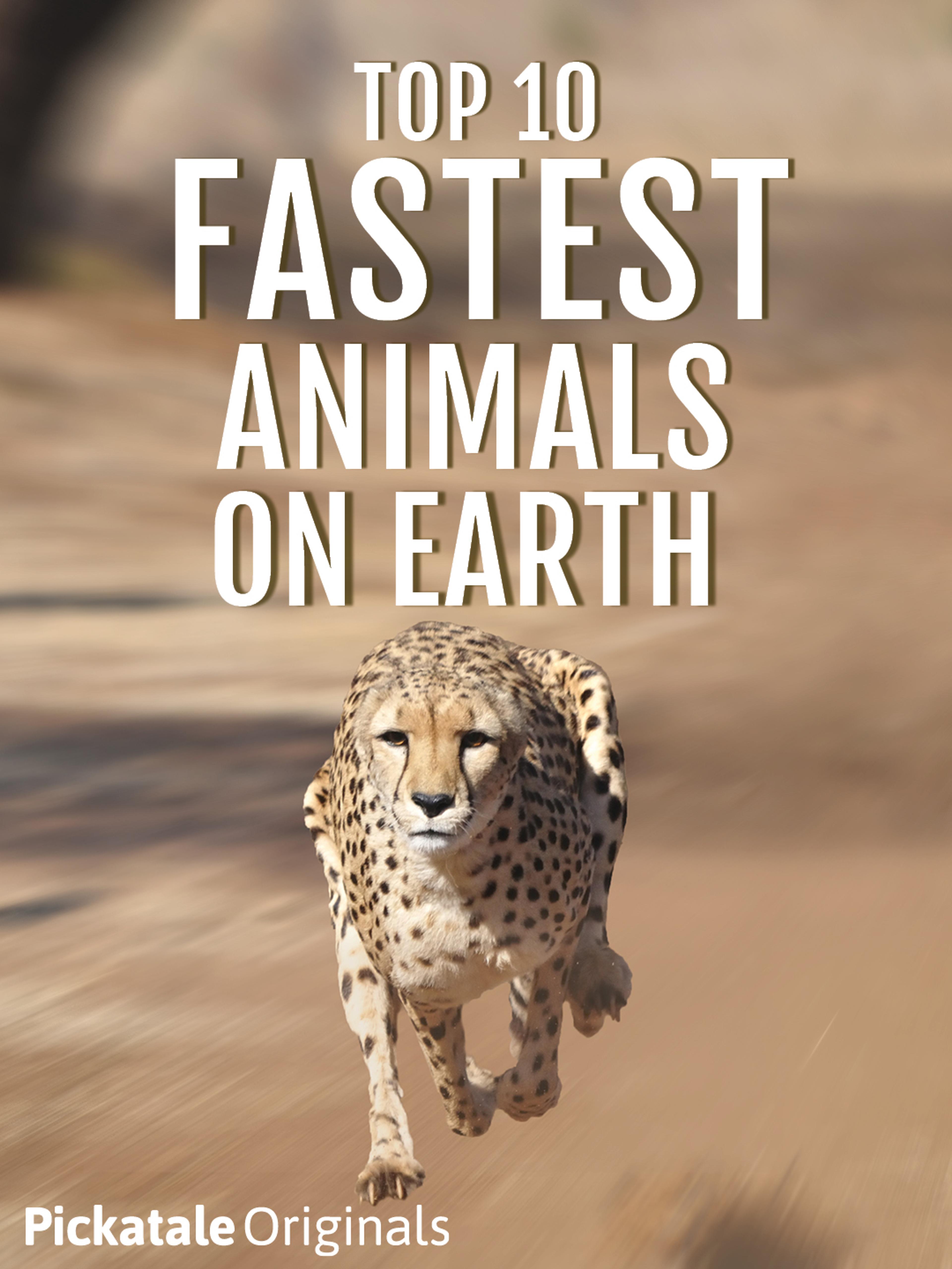 Top 10 Fastest Animals on Earth