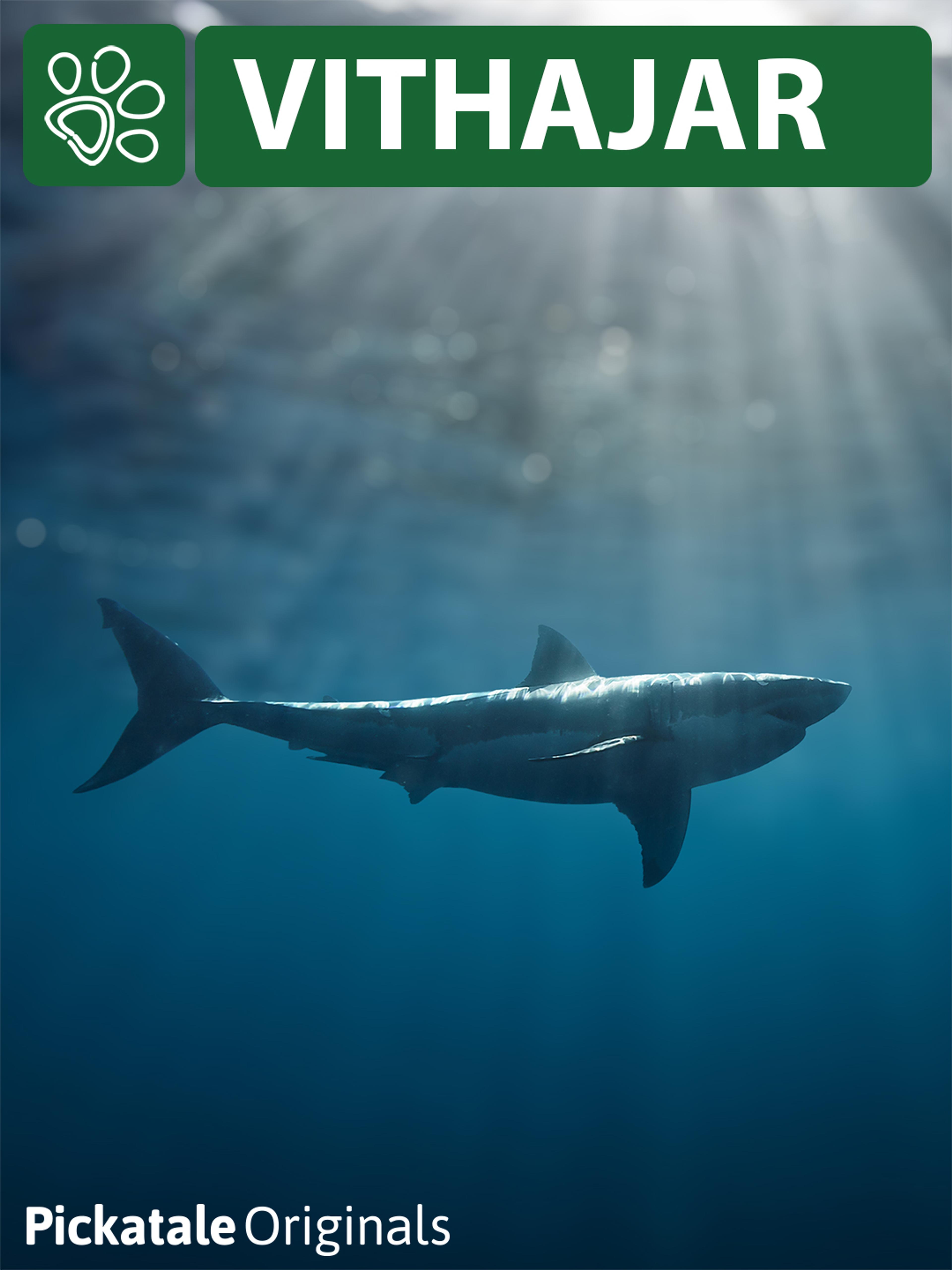 Hotade arter: Vithajar Hotade arter: Vithajar