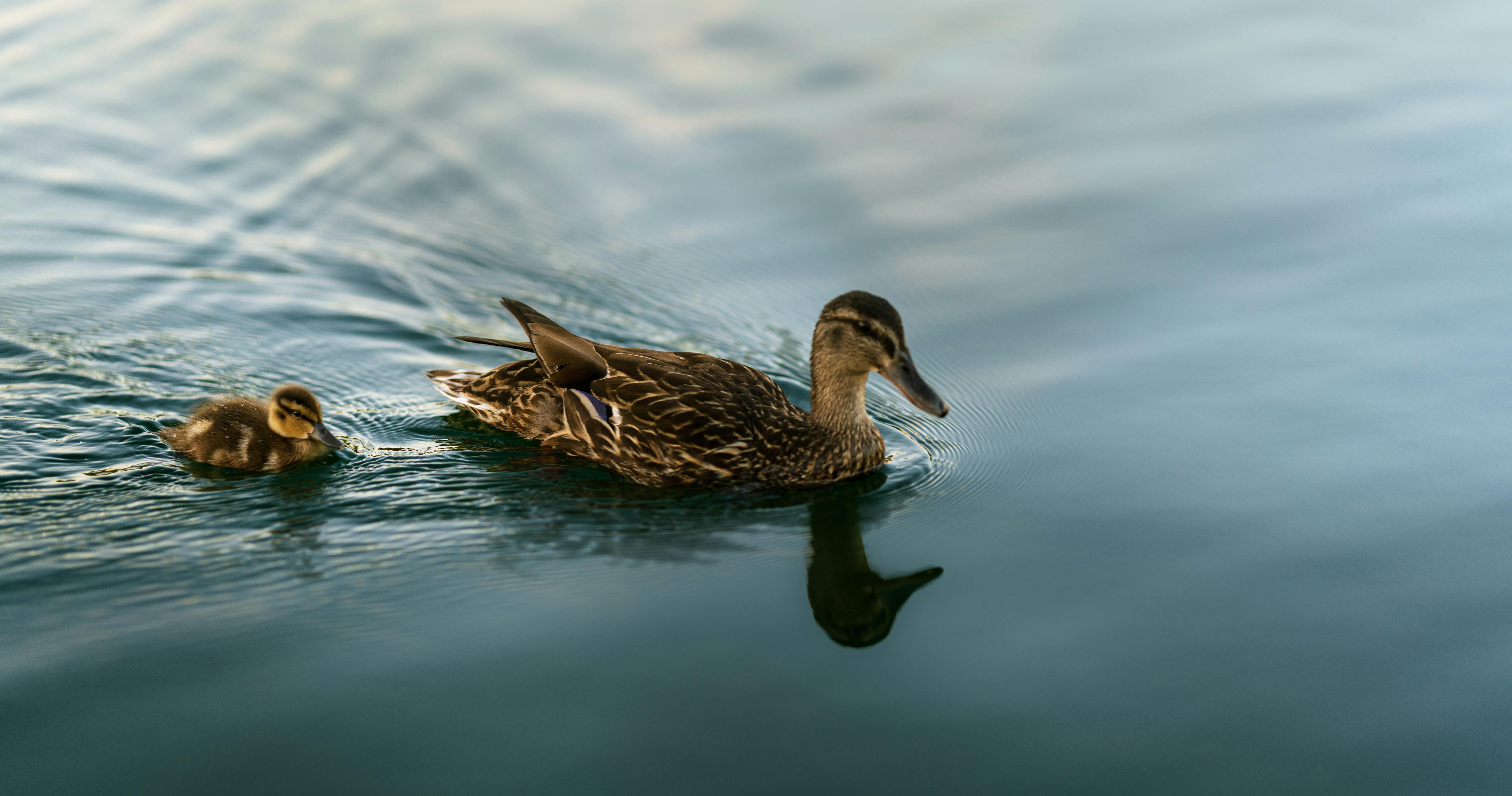 Ente mit kleiner Ente schwimmen im See.