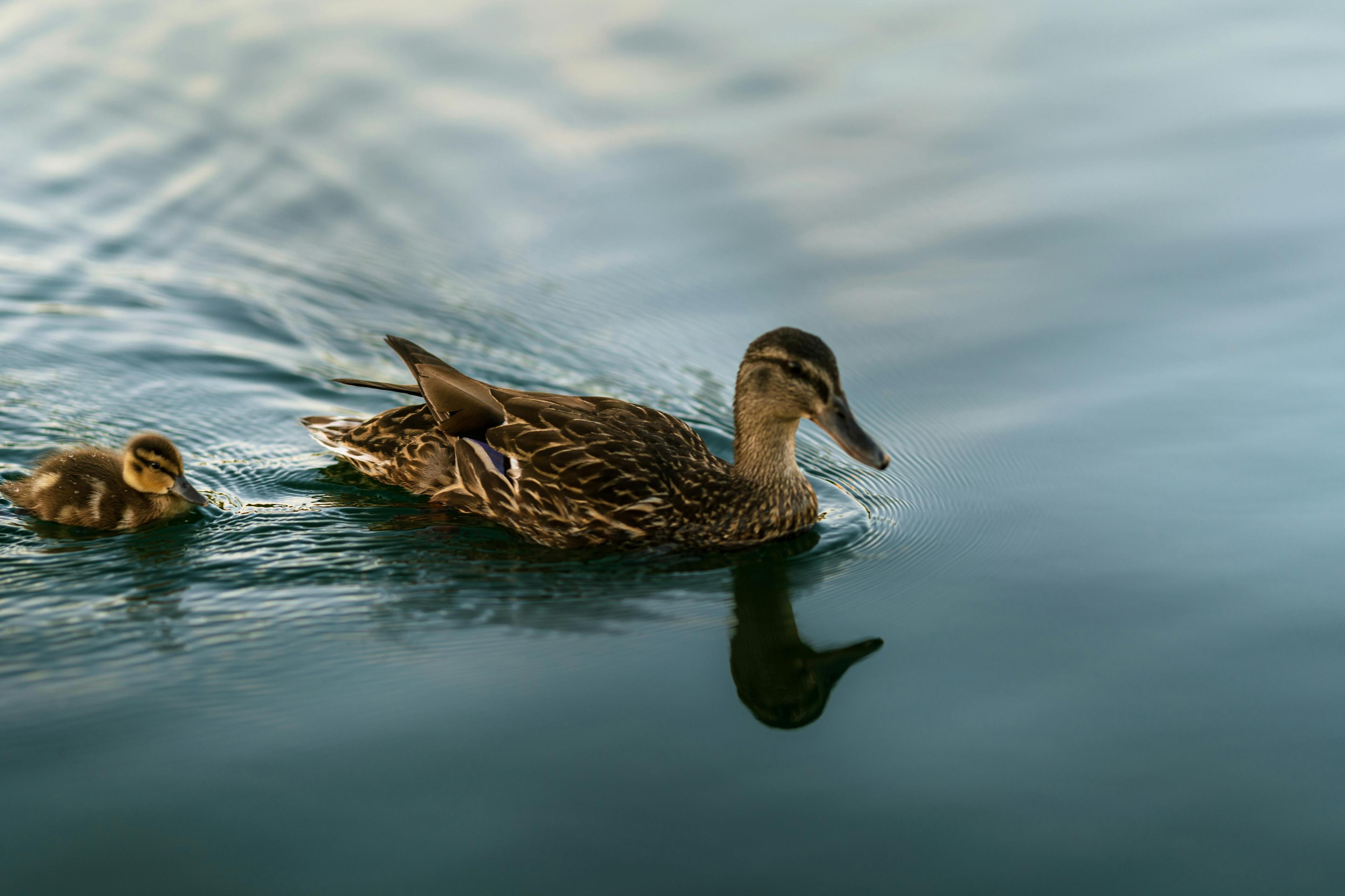 Ente mit kleiner Ente schwimmen im See.