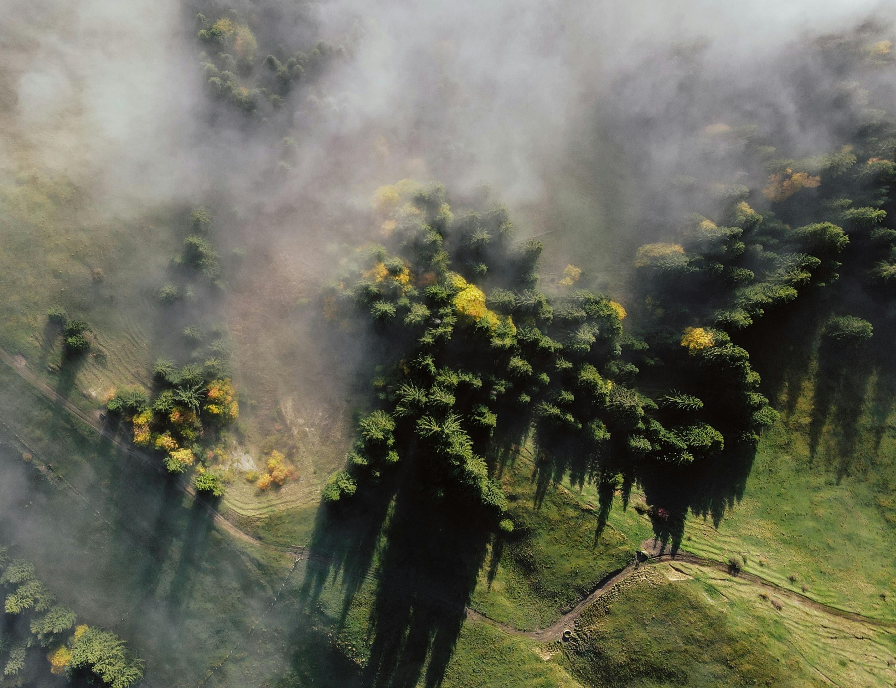 Luftaufnahme eines Weinbergs mit aufsteigendem Nebel zwischen den Reben.