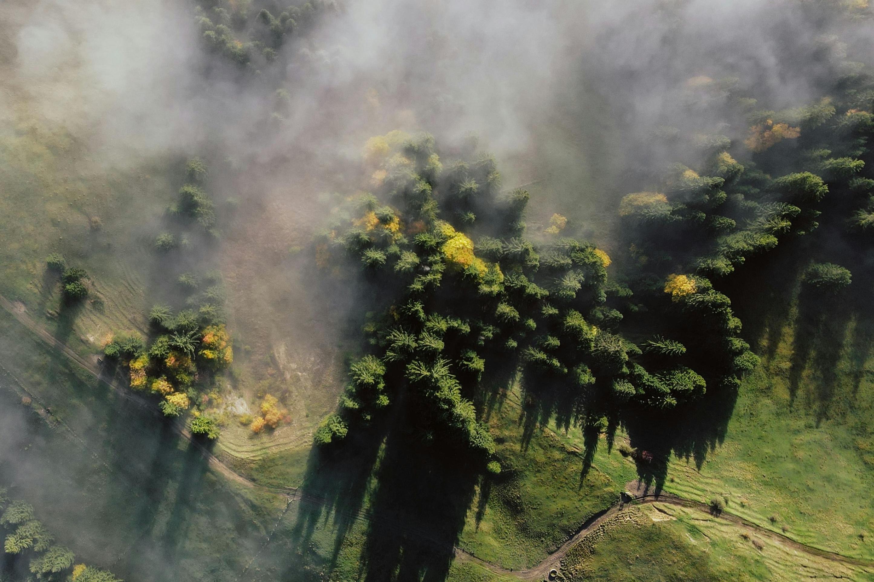 Luftaufnahme eines Weinbergs mit aufsteigendem Nebel zwischen den Reben.