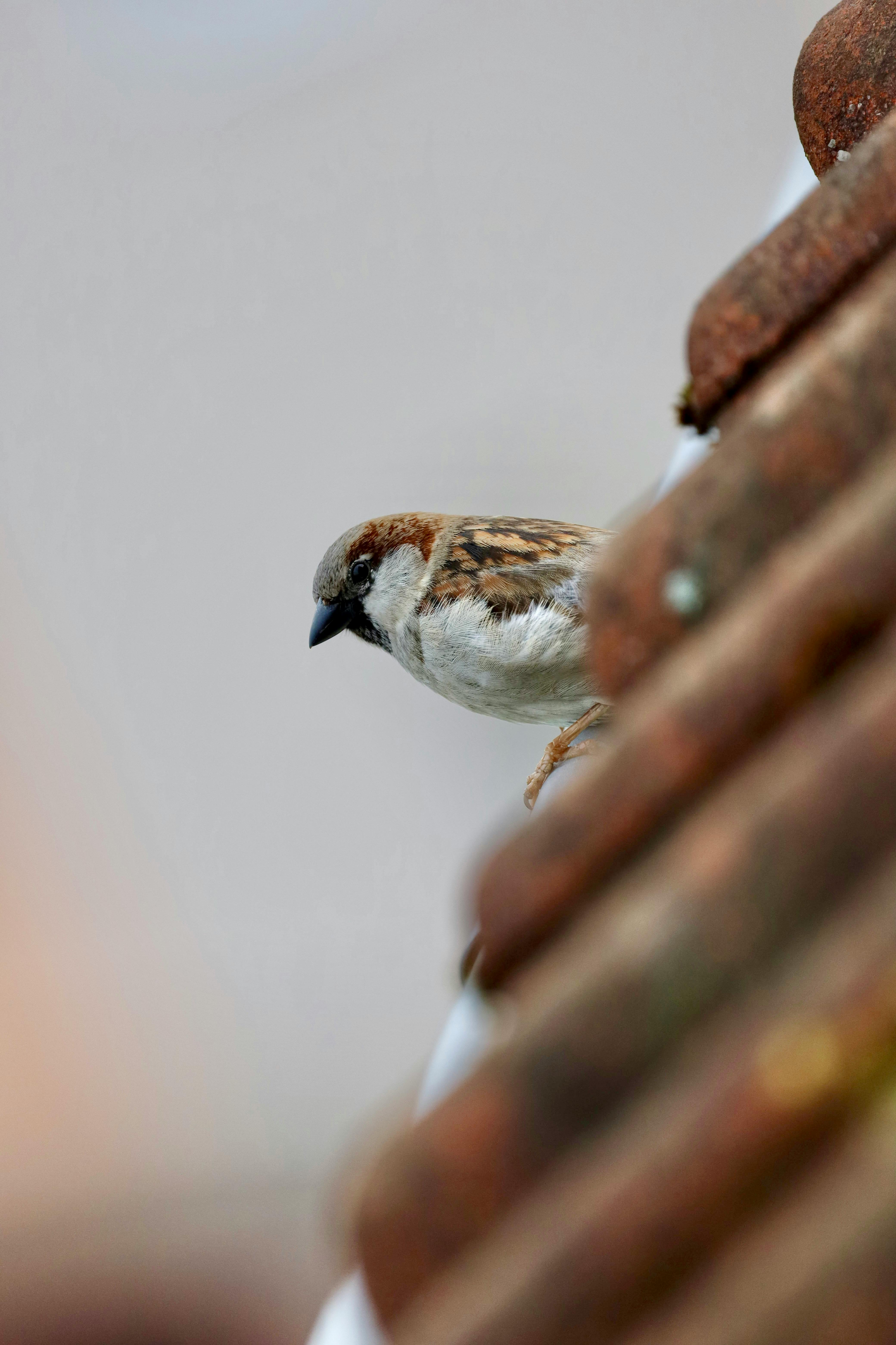 Vogel auf einem Dach.