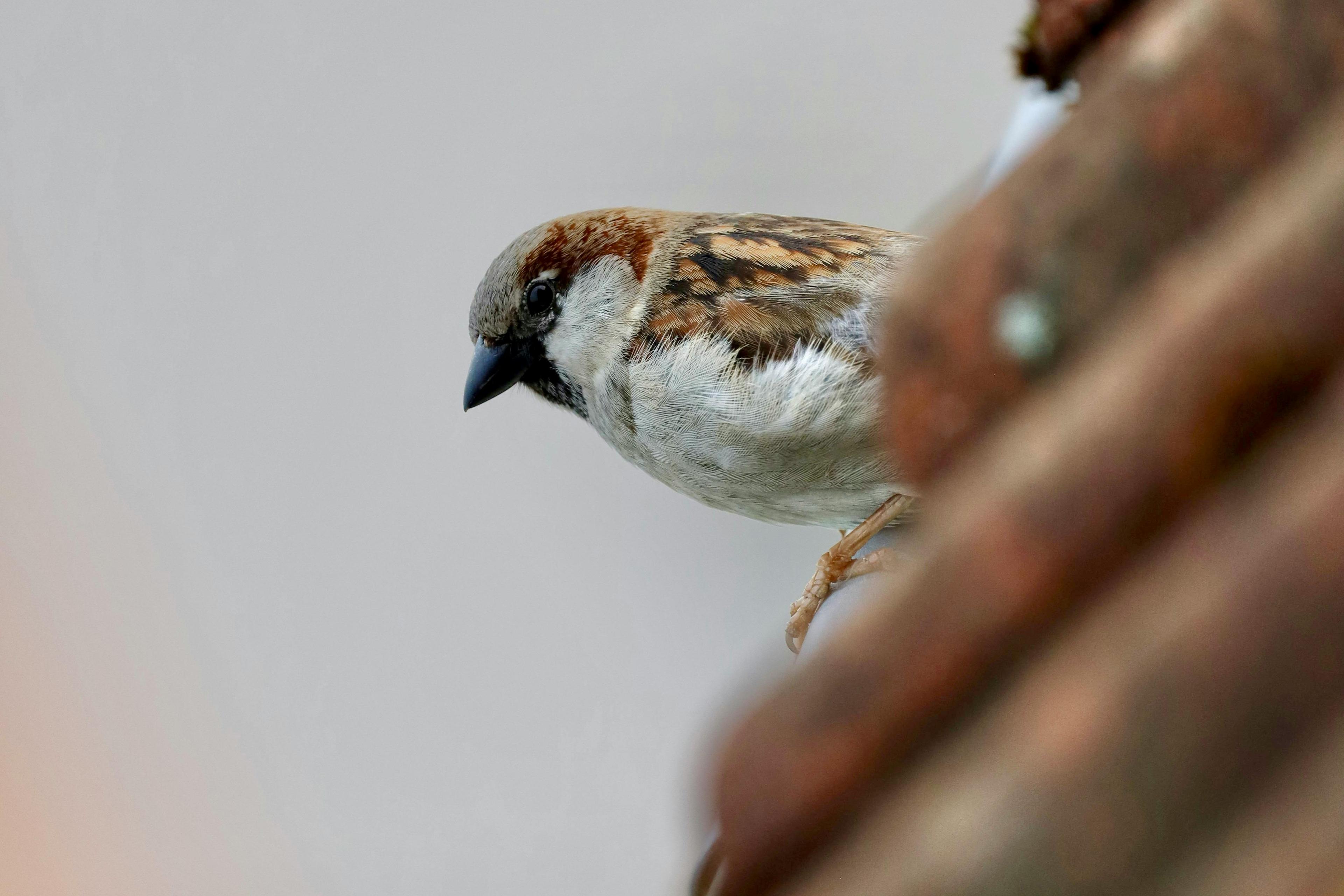 Vogel auf einem Dach.