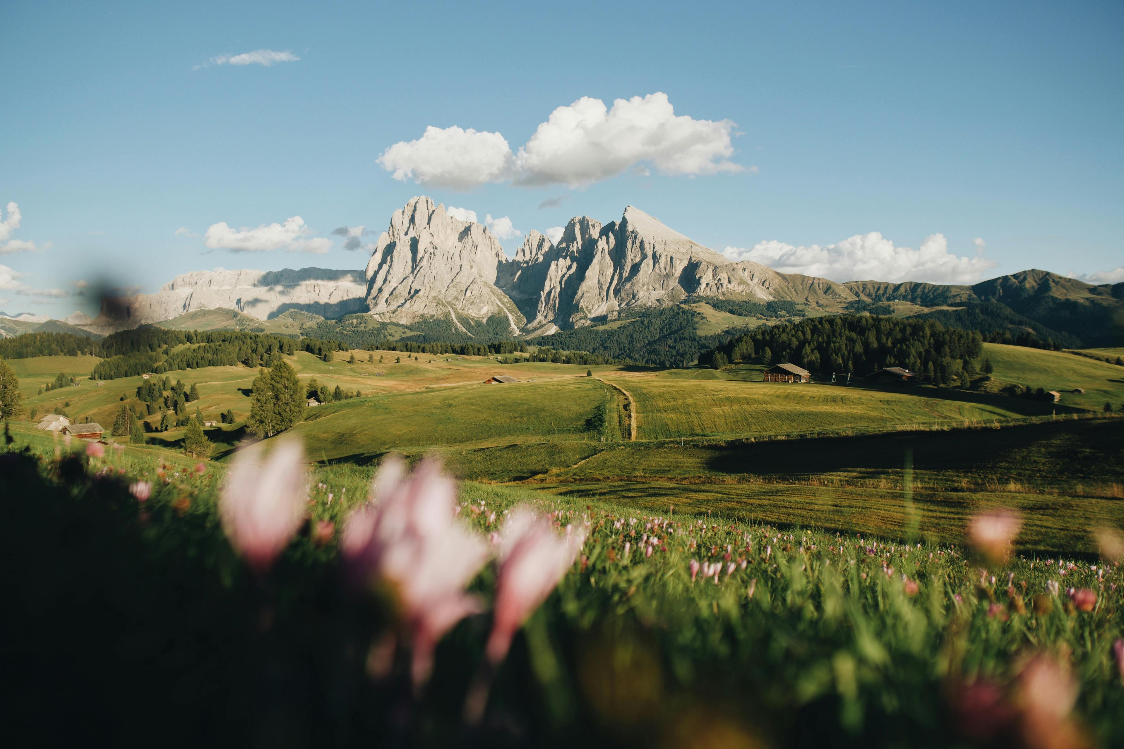 Alpine Landschaft mit Bergen und Blumen im Vordergrund