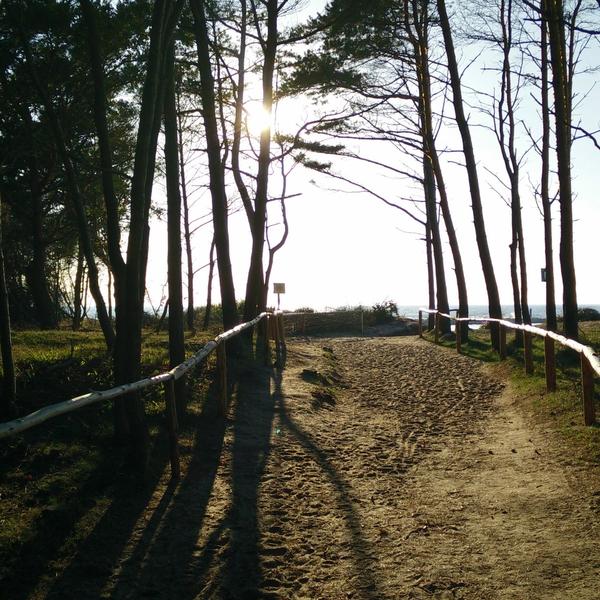 Leśna ścieżka prowadząca do plaży