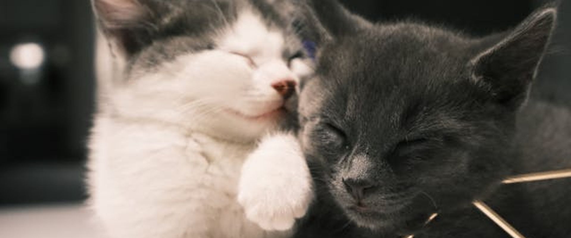Dois gatos esfregando seus rostos